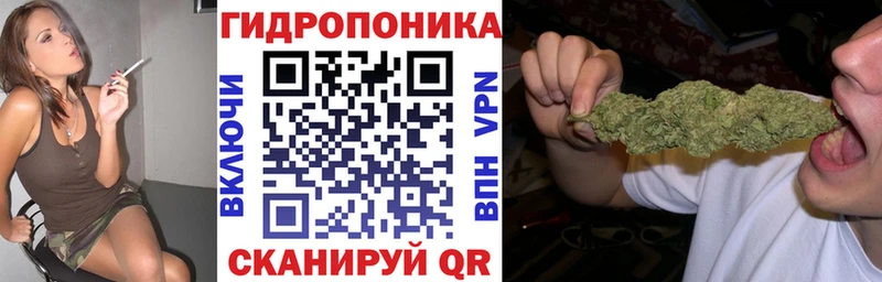 Шишки марихуана марихуана  Купить где  Наволоки 